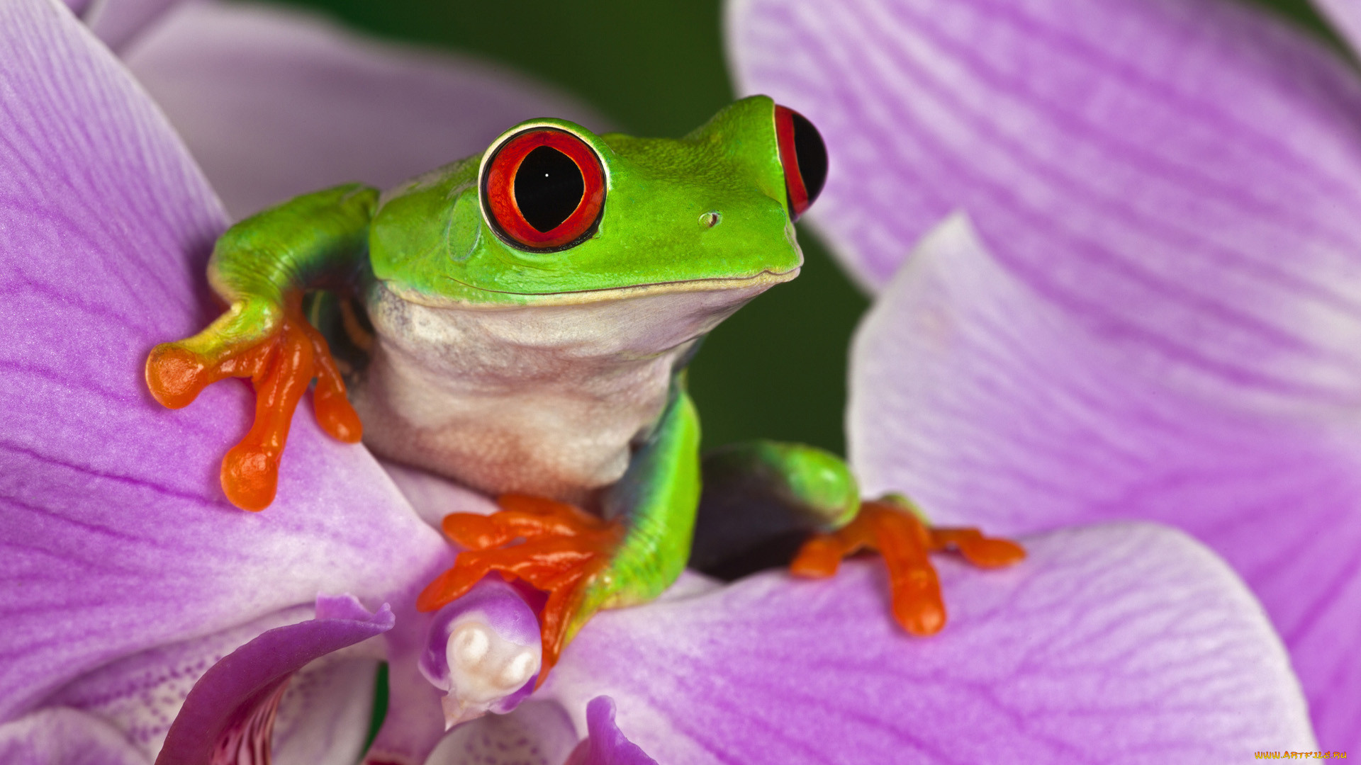 red, eyed, tree, frog, , , , , 